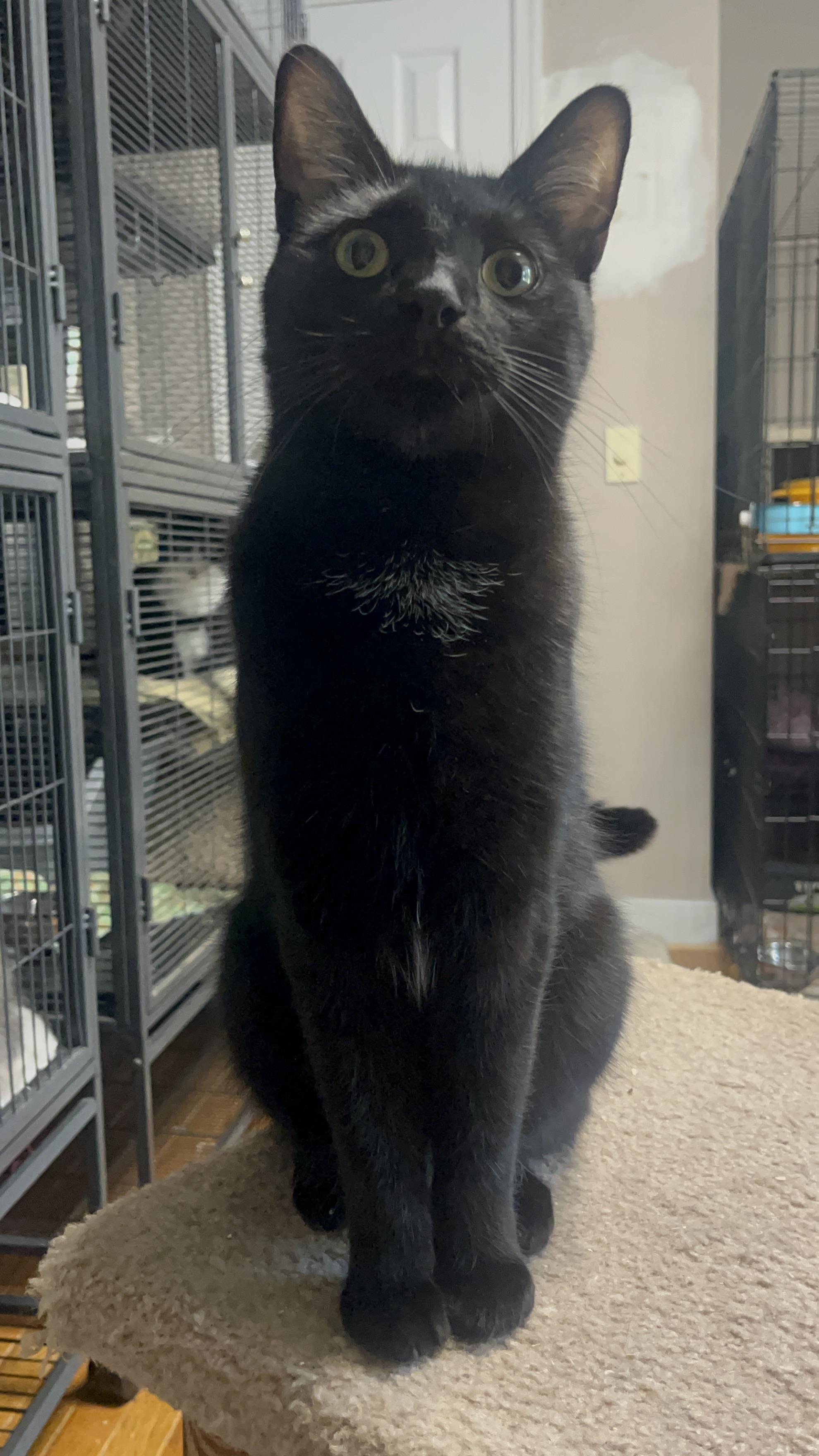 SALEM, Adopted, Young Male Domestic Short Hair.