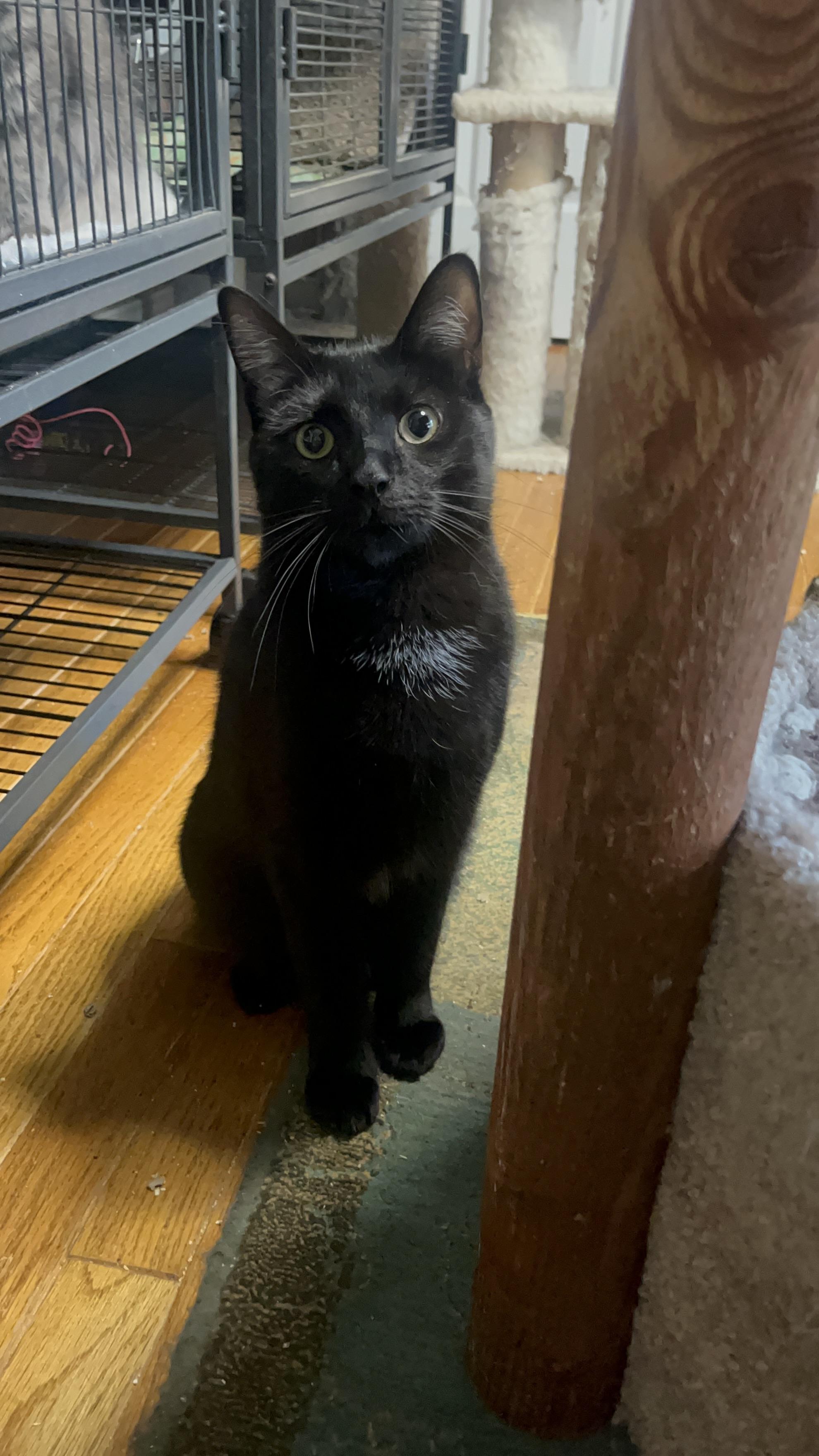 SALEM, a Adopted Domestic Short Hair in Spotsylvania, VA image 3/4