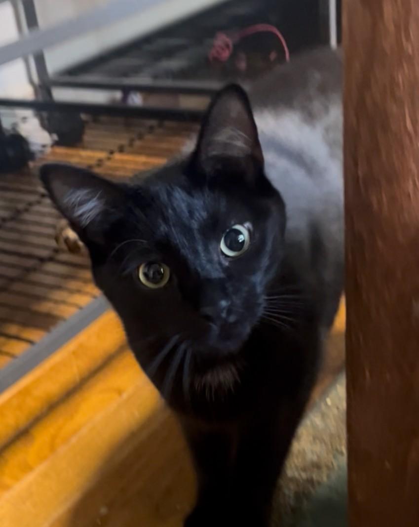 SALEM, Young Male unknown