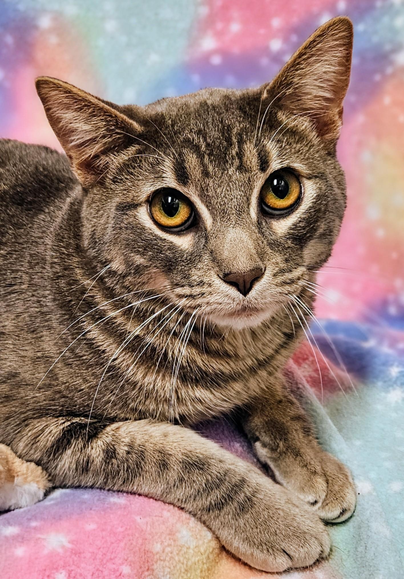 Enlarge Tiger - Rancho Cucamonga PetSmart, a Adoptable Domestic Short Hair in Rancho Cucamonga, CA image 3/3