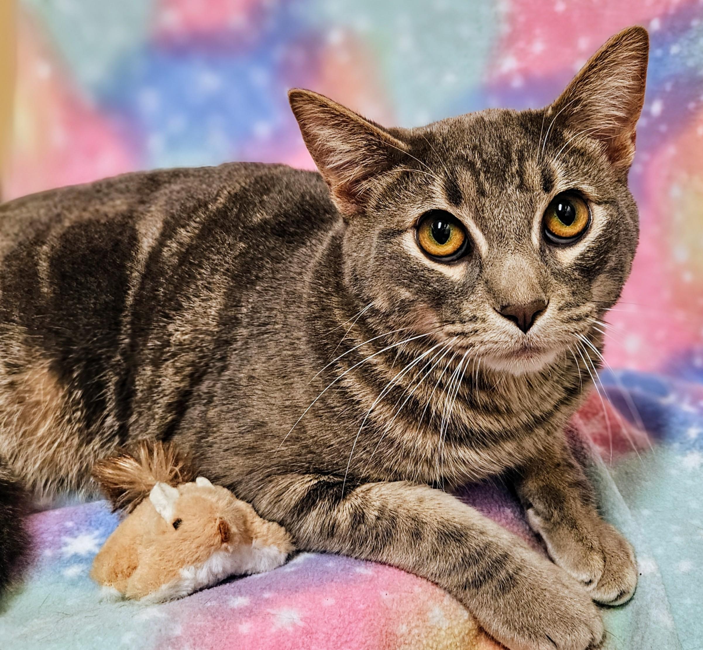 Enlarge Tiger - Rancho Cucamonga PetSmart, a Adoptable Domestic Short Hair in Rancho Cucamonga, CA image 2/3