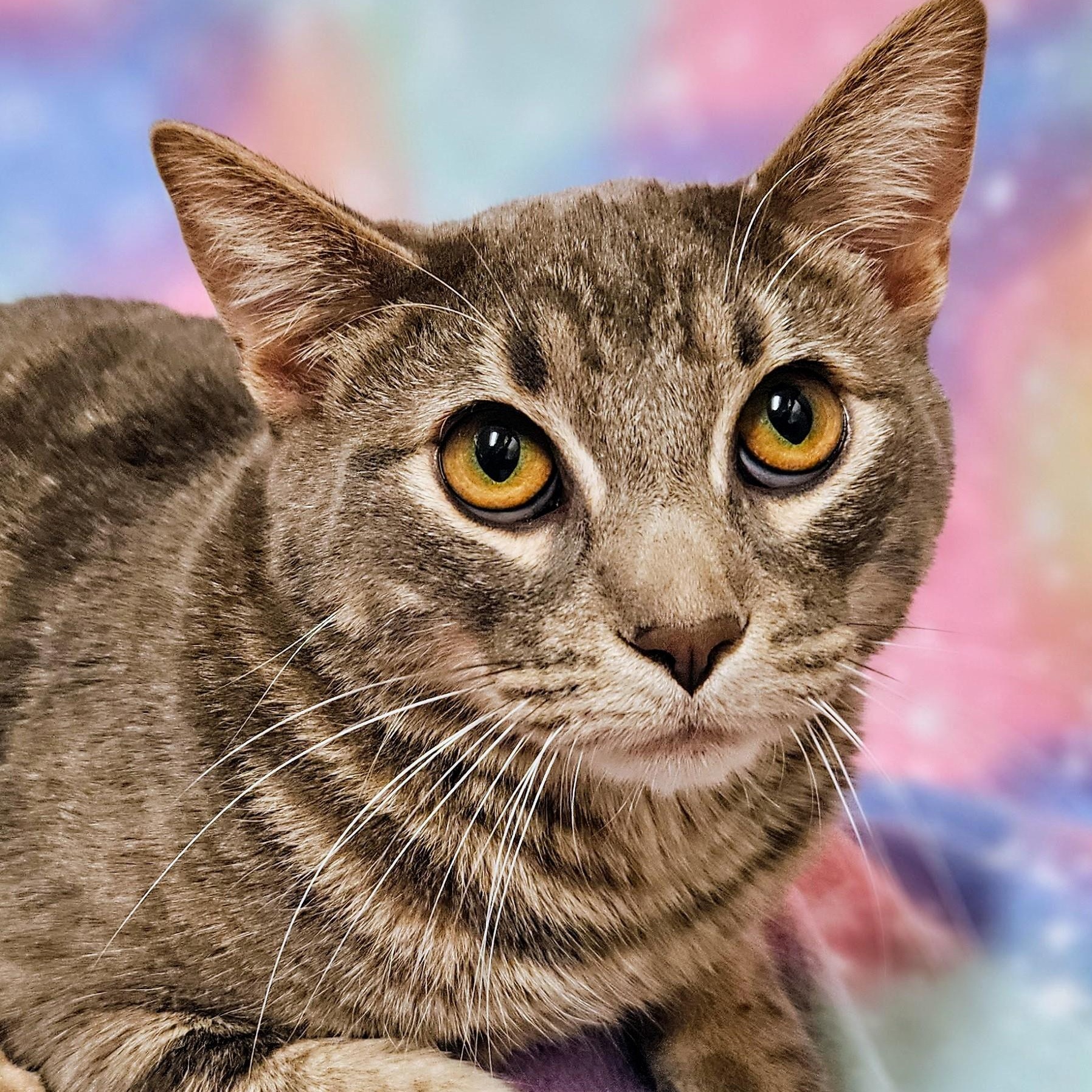 Tiger - Rancho Cucamonga PetSmart, Adoptable, Adult Female Domestic Short Hair.
