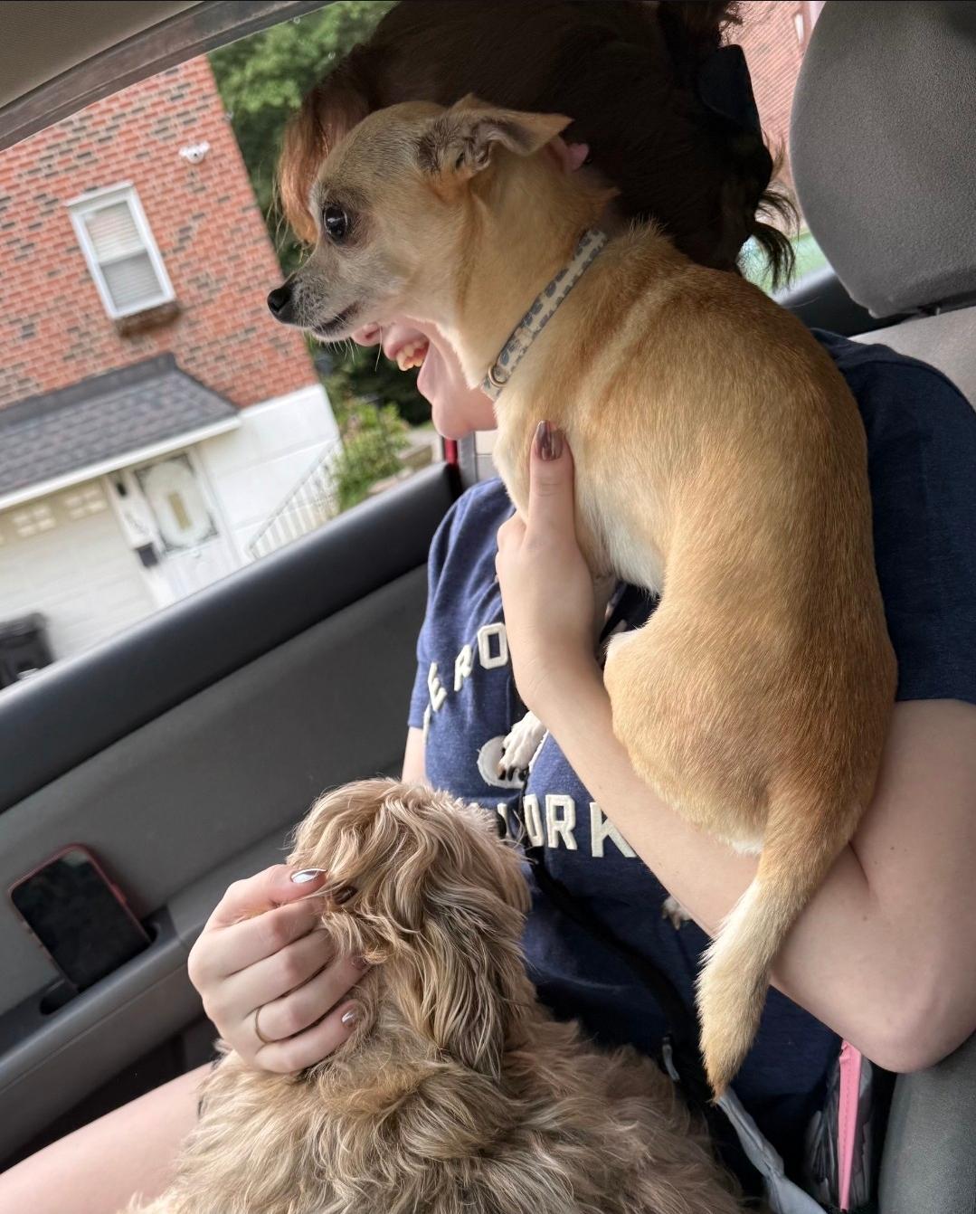 Enlarge Lucky, a Adoptable Chihuahua in Philadelphia, PA image 4/6