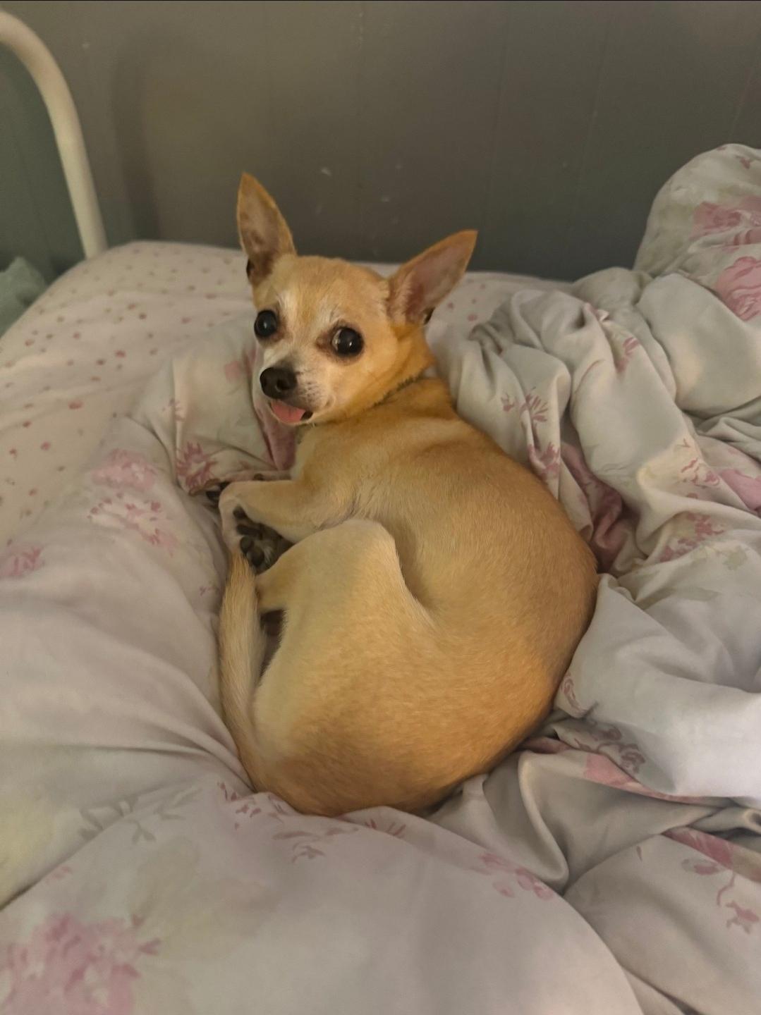 Enlarge Lucky, a Adoptable Chihuahua in Philadelphia, PA image 2/6
