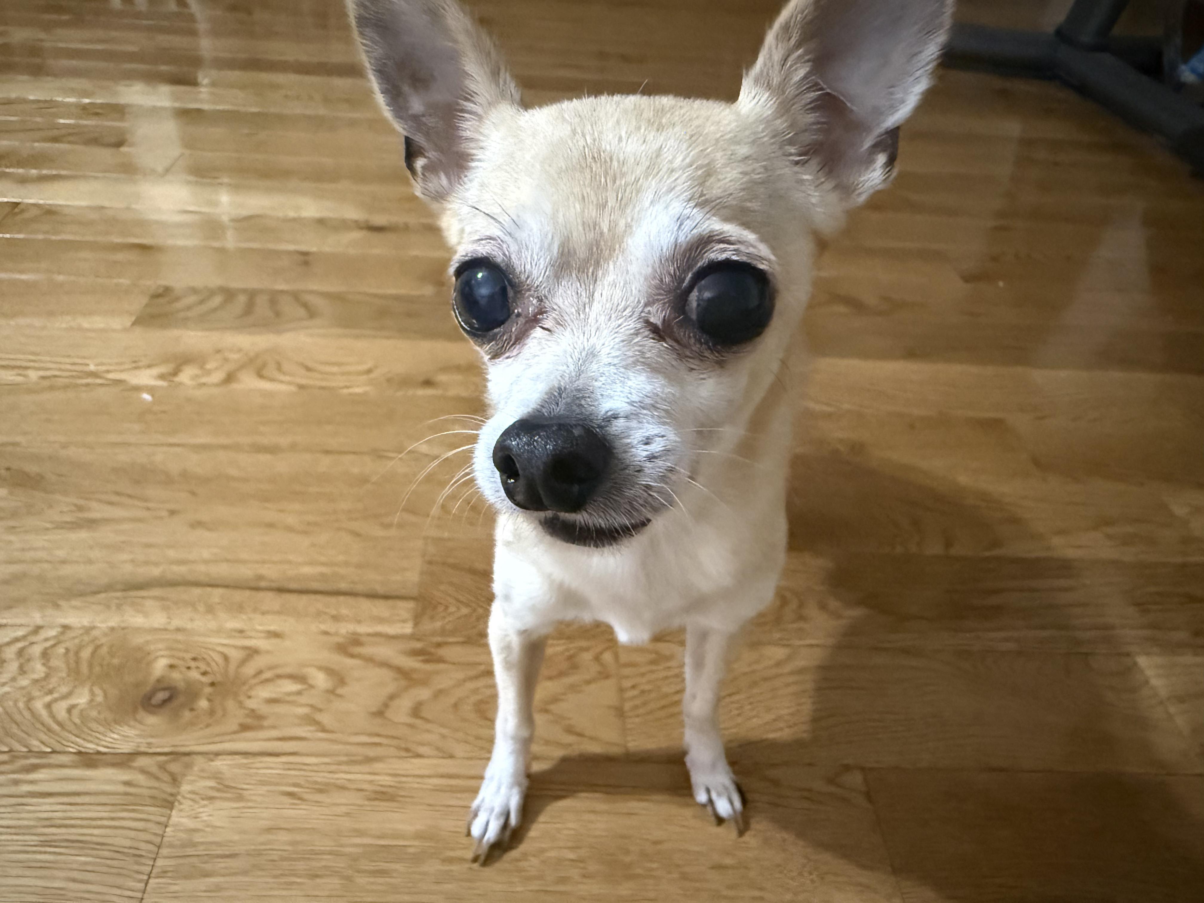 Enlarge Lucky, a Adoptable Chihuahua in Philadelphia, PA image 5/6