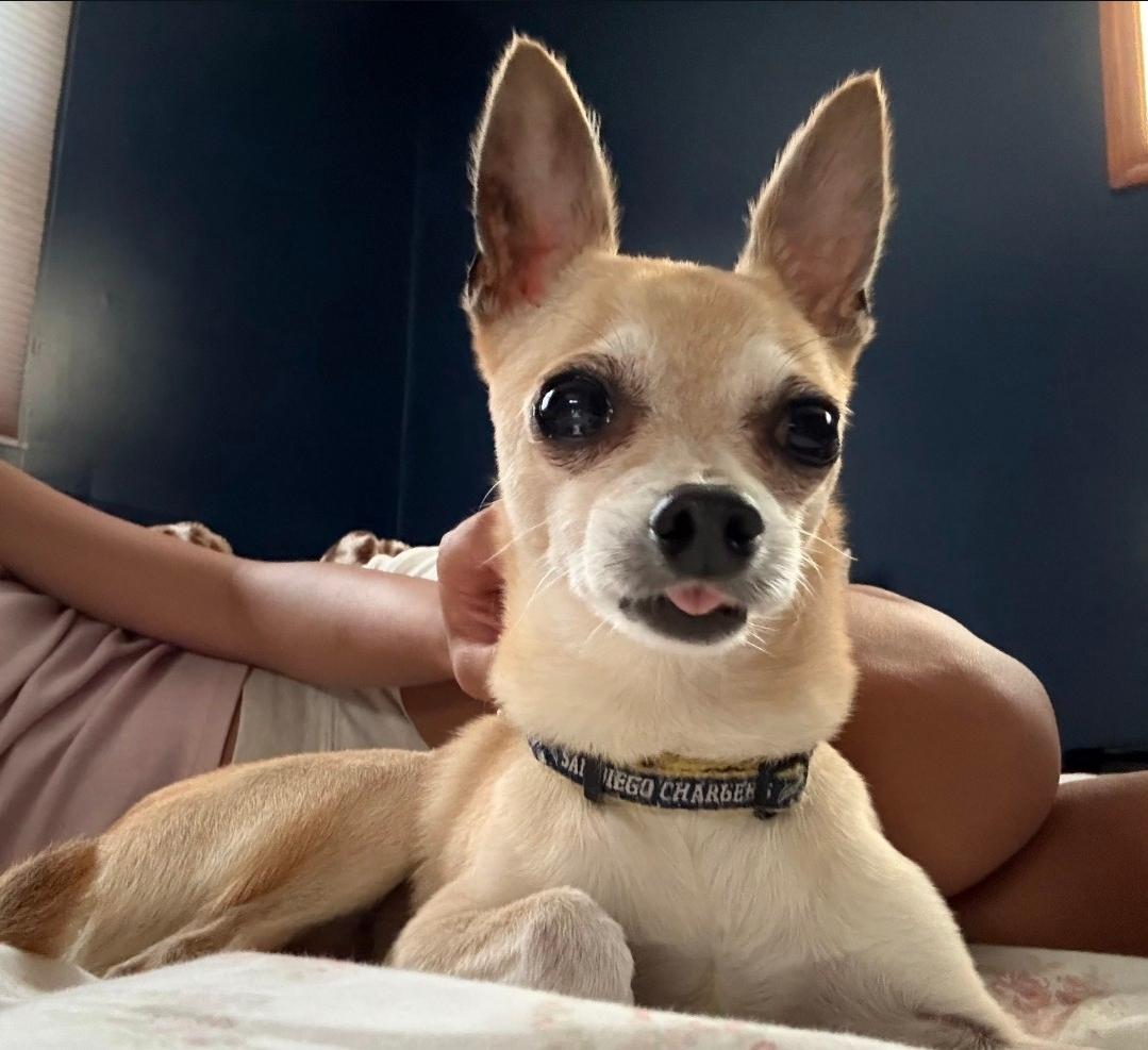 Lucky, Adoptable, Young Male Chihuahua.