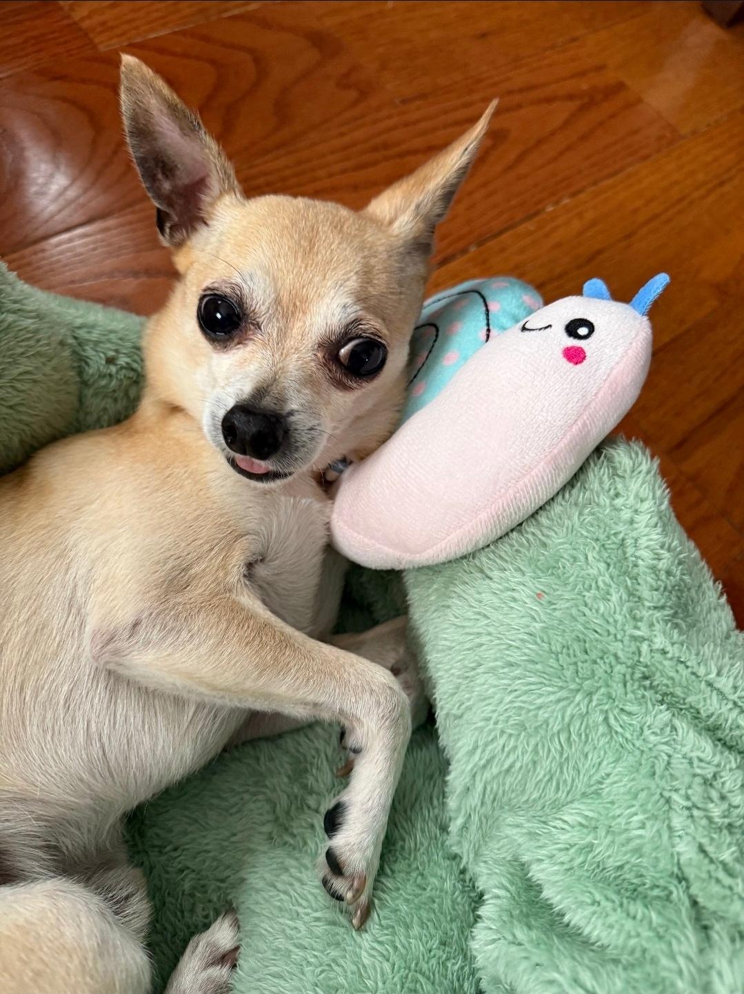 Enlarge Lucky, a Adoptable Chihuahua in Philadelphia, PA image 3/6