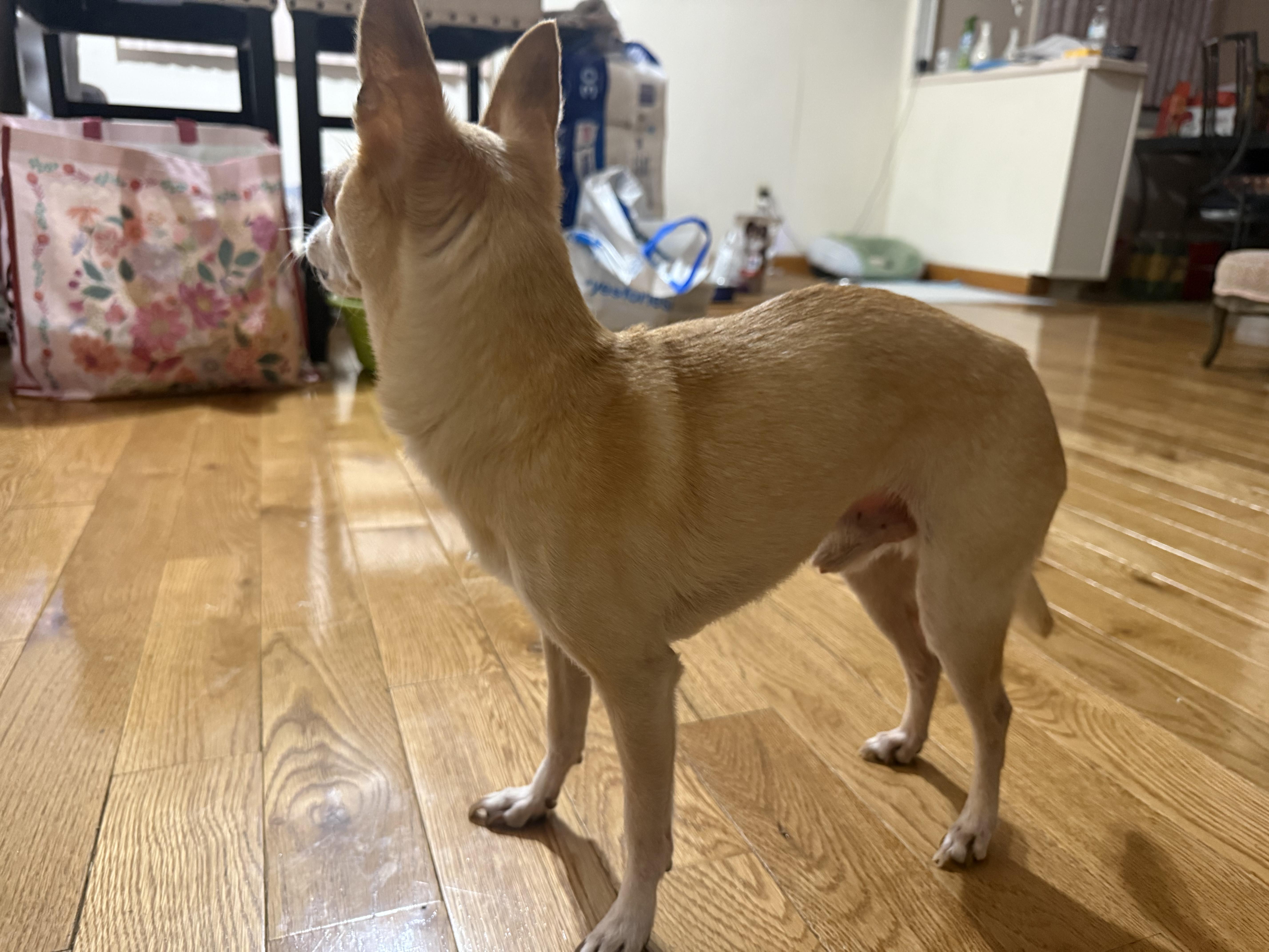 Enlarge Lucky, a Adoptable Chihuahua in Philadelphia, PA image 6/6