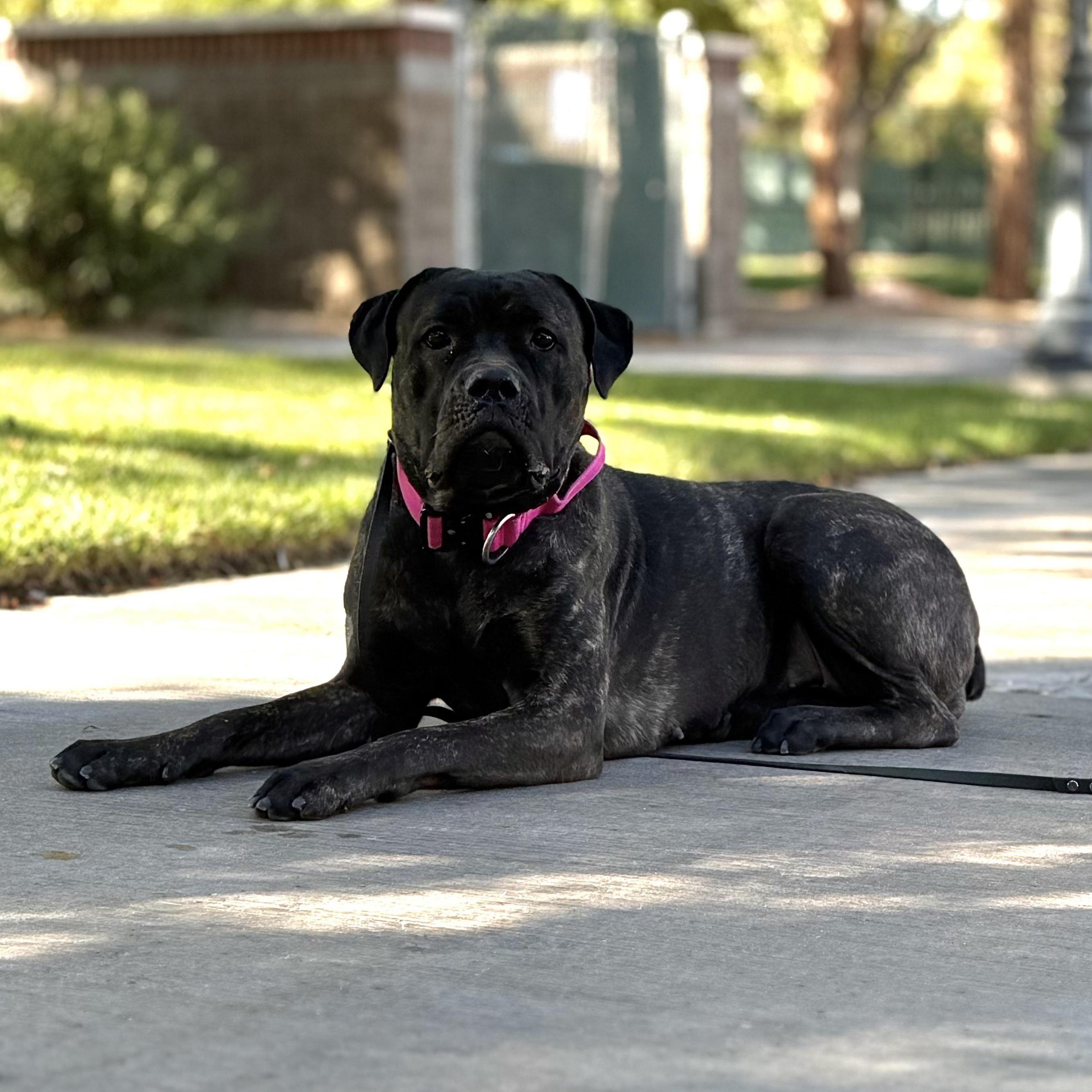 Aleesia, Adoptable, Young Female Boxer.