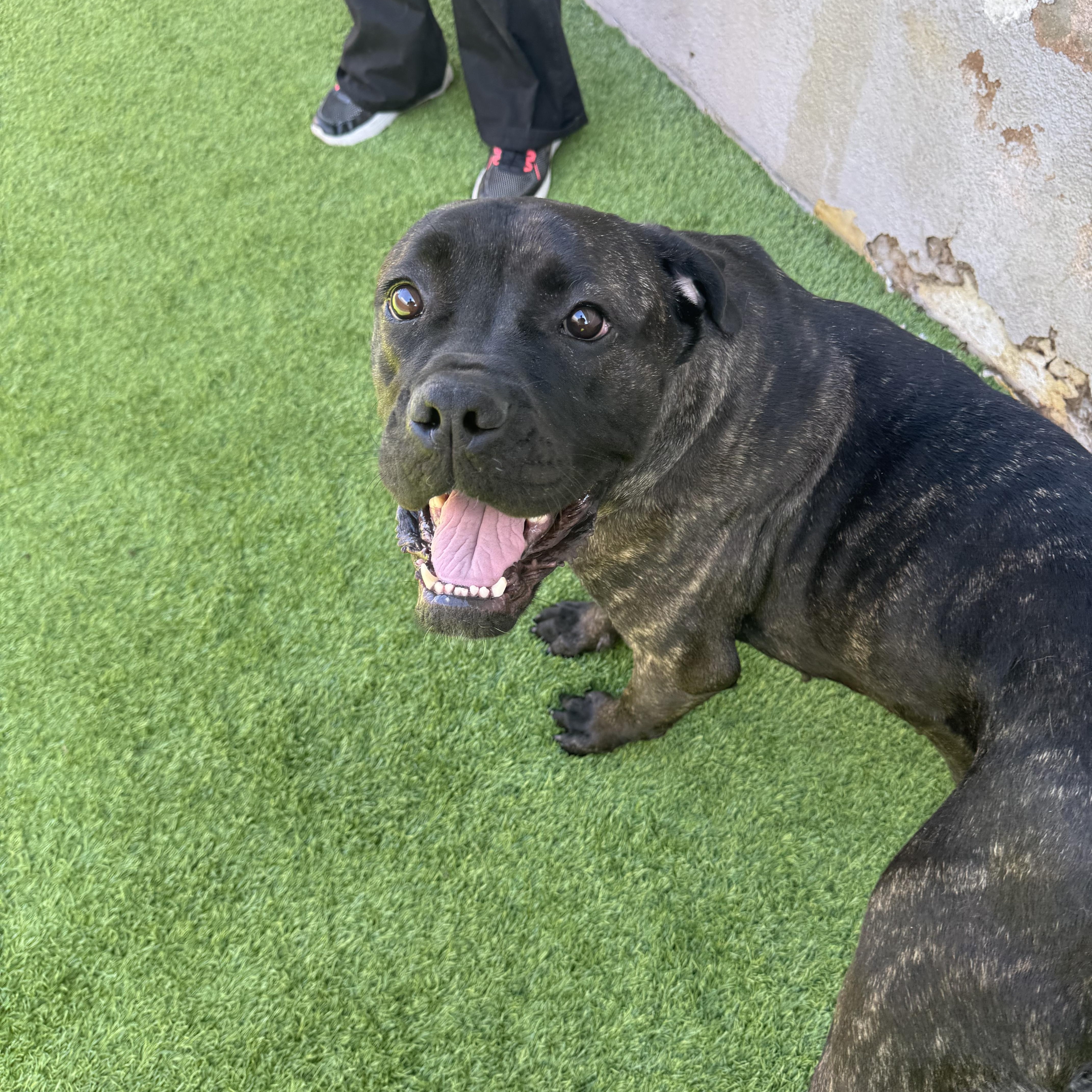 Aleesia, a Adoptable mixed breed in Henderson, NV image 4/6