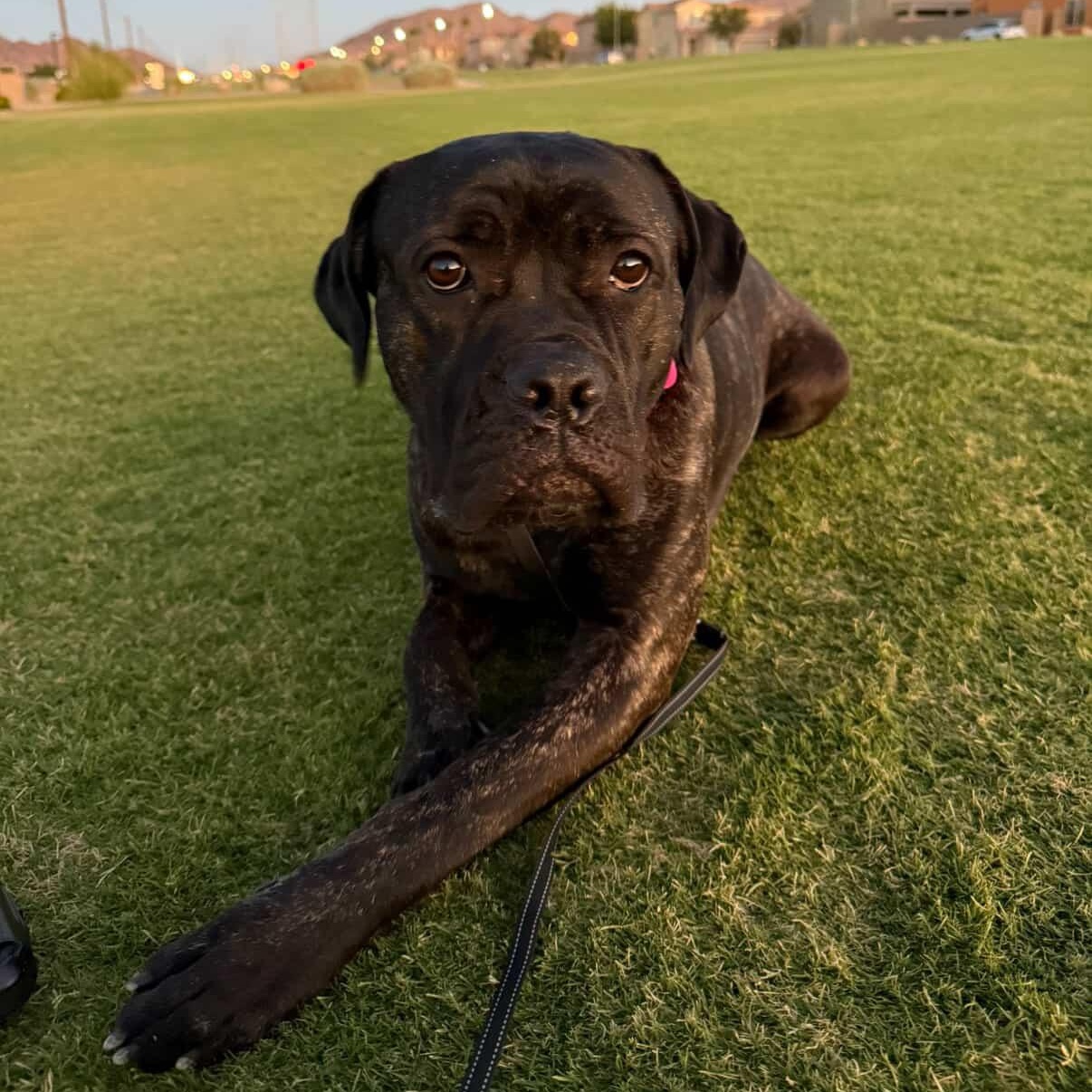 Aleesia, a Adoptable mixed breed in Henderson, NV image 2/6