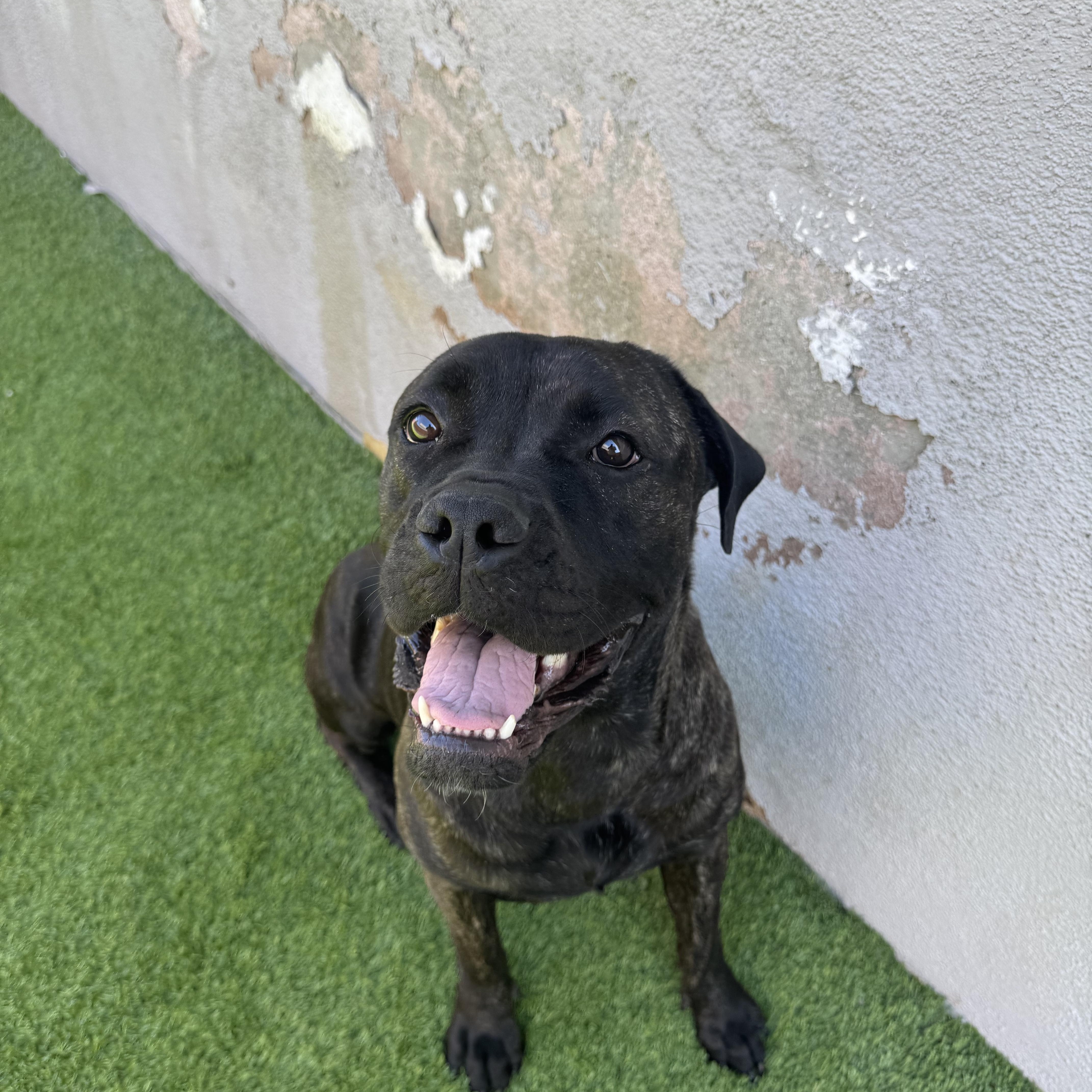 Aleesia, a Adoptable mixed breed in Henderson, NV image 3/6