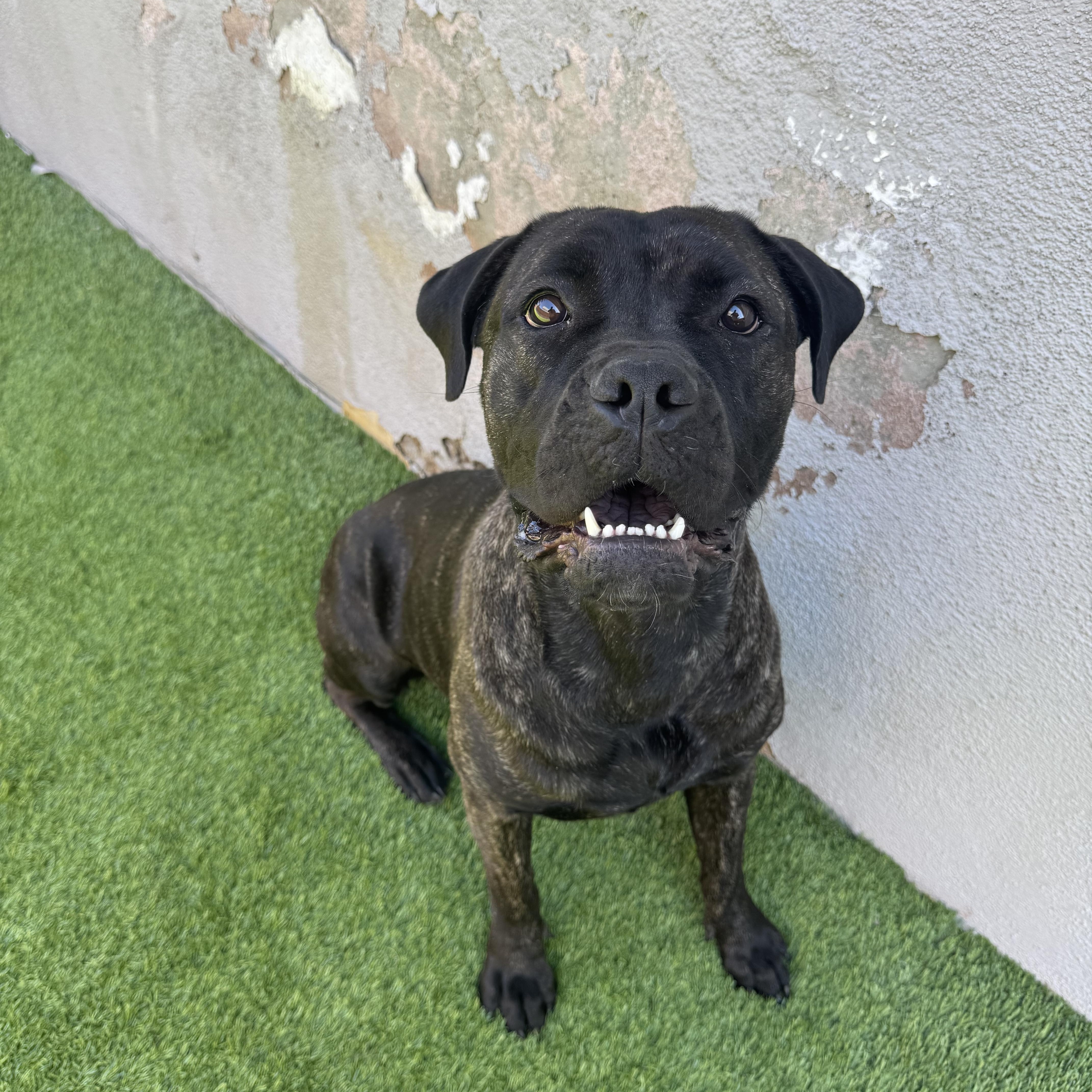 Aleesia, a Adoptable mixed breed in Henderson, NV image 5/6