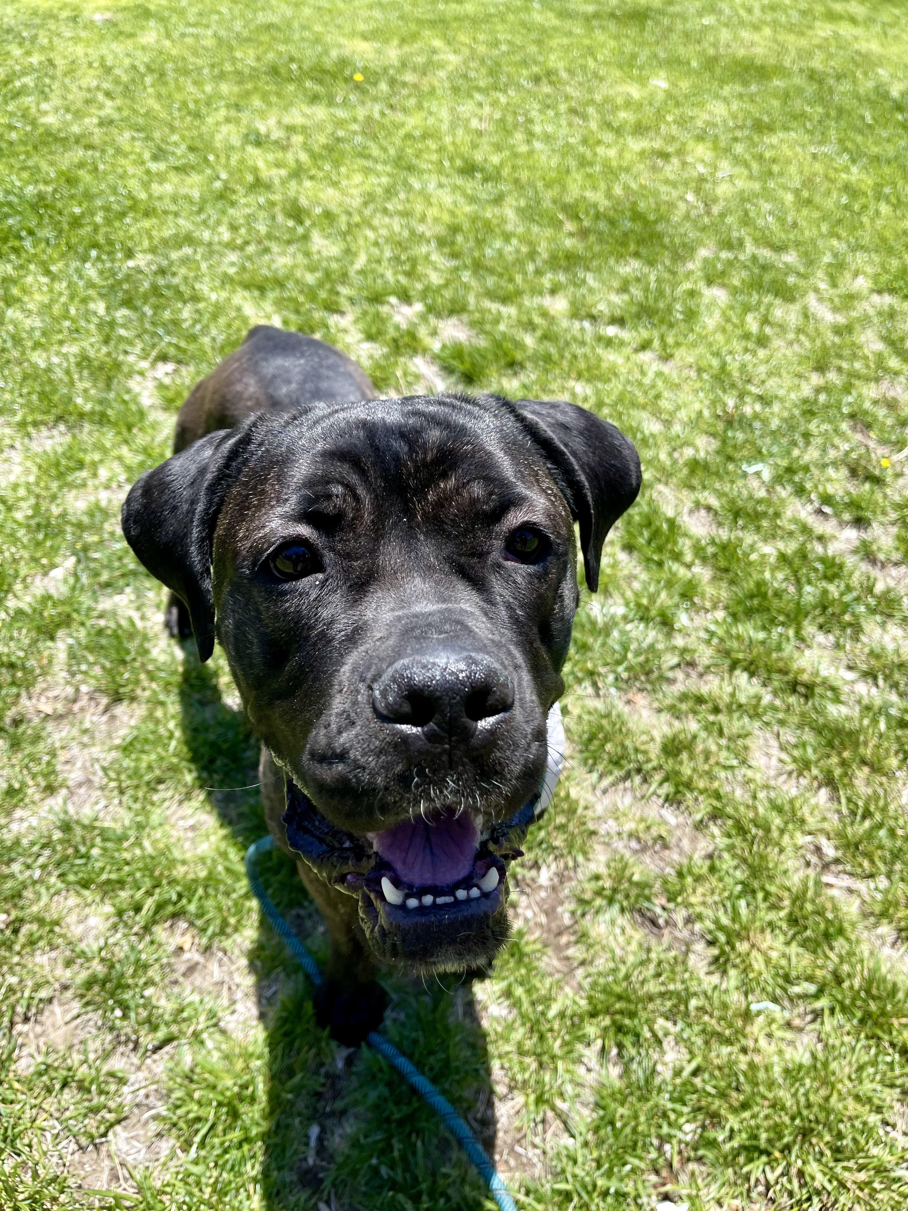 Aleesia, a Adoptable mixed breed in Henderson, NV image 6/6