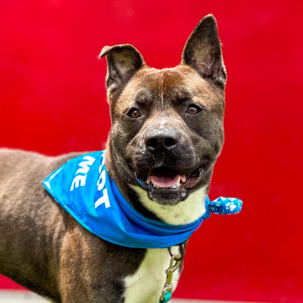 Mick, Adoptable, Young Male Shepherd & Mixed Breed.