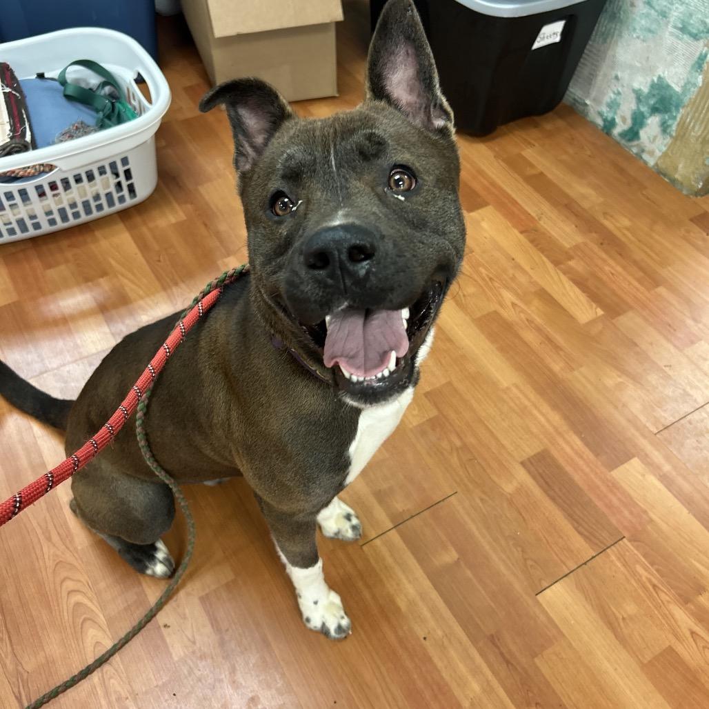 Mick, Adoptable, Young Male Shepherd & Mixed Breed.