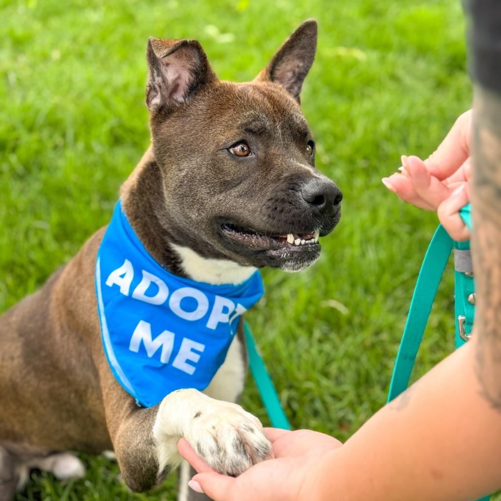 Enlarge Mick, a Adoptable mixed breed in Springboro, OH image 3/6
