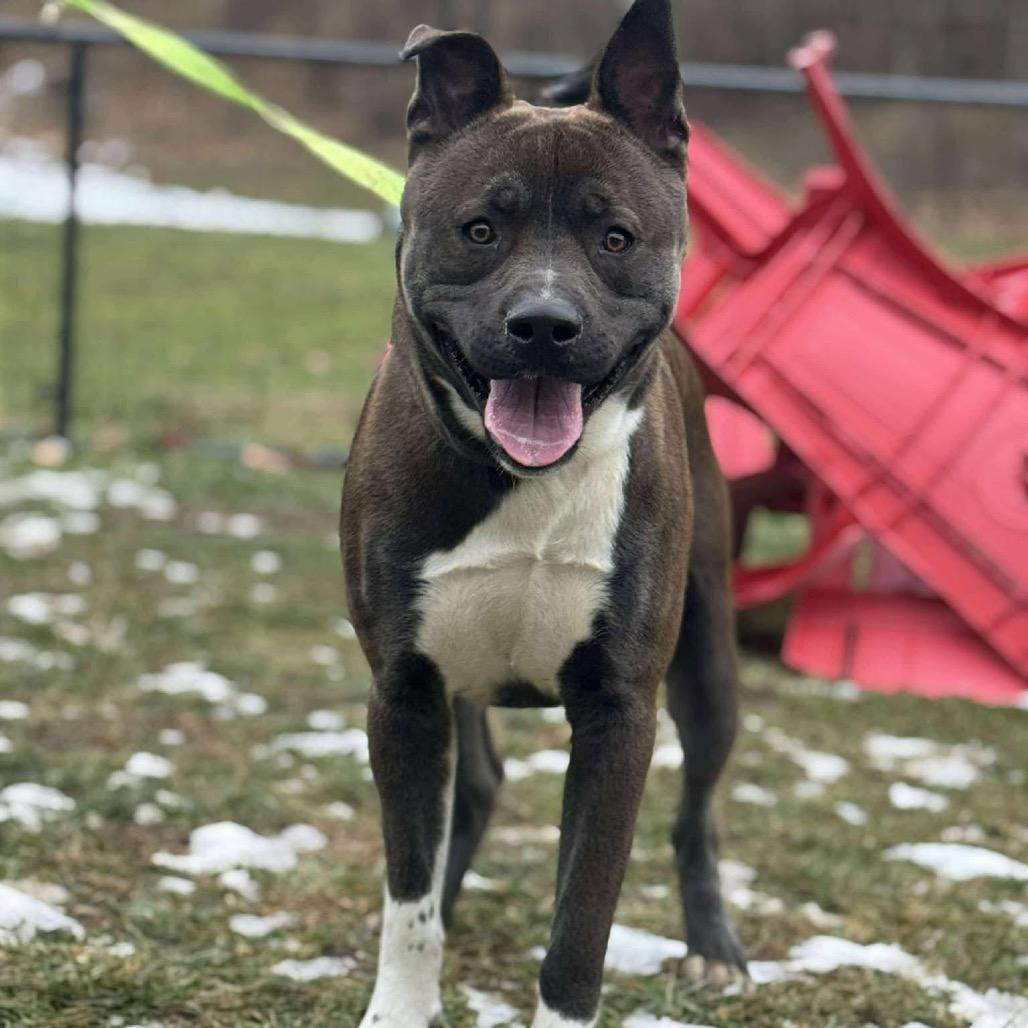 Enlarge Mick, a Adoptable mixed breed in Springboro, OH image 1/2