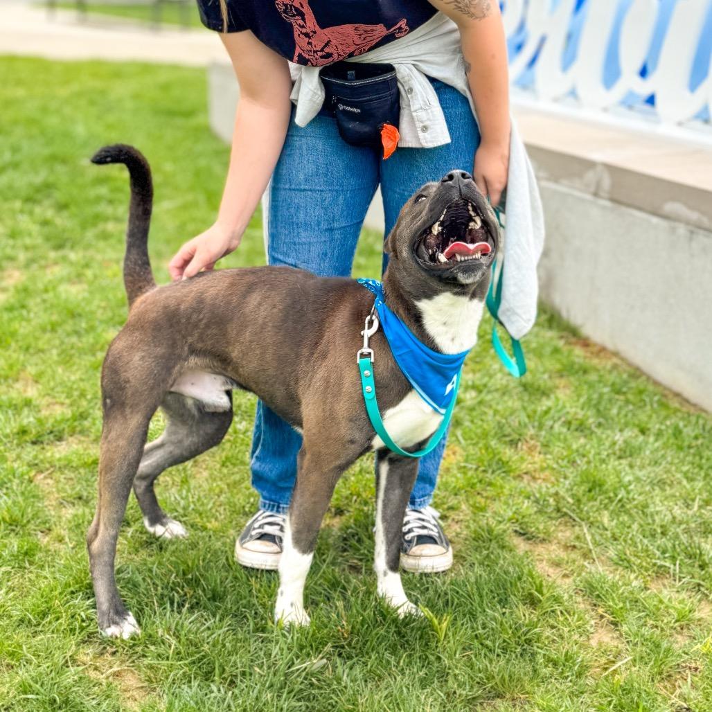 Enlarge Mick, a Adoptable mixed breed in Springboro, OH image 5/6
