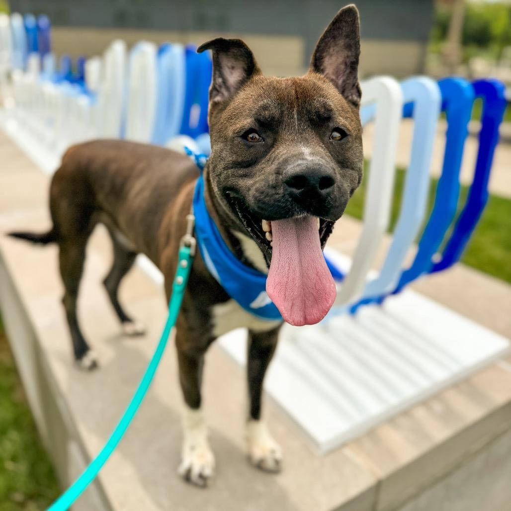 Enlarge Mick, a Adoptable mixed breed in Springboro, OH image 6/6