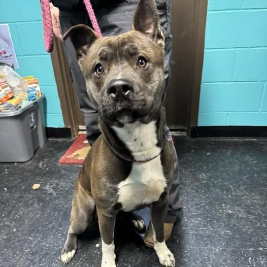 Enlarge Mick, a Adoptable mixed breed in Springboro, OH image 2/2