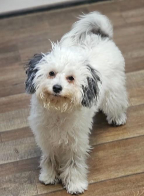 Lilly, adopted, Puppy Female Poodle (Toy).