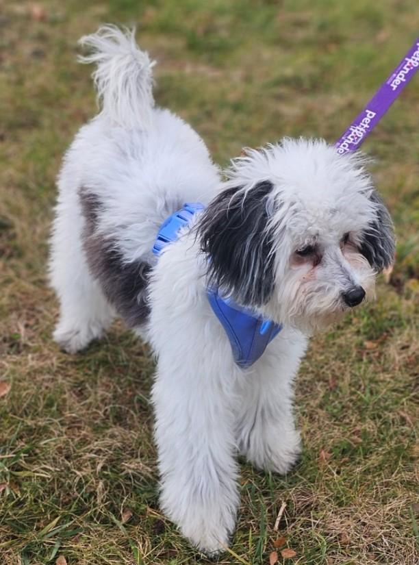 Enlarge Lilly, an adopted mixed breed in Enfield , CT image 3/3