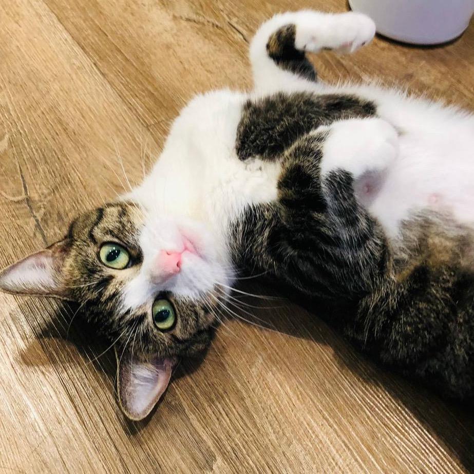 Comet, Adoptable, Adult Female Domestic Short Hair.