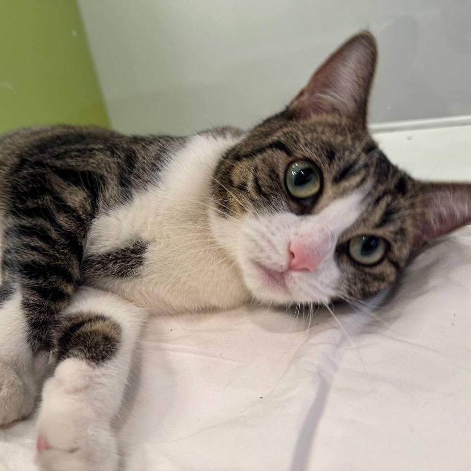 Comet, a Adoptable Domestic Short Hair in Wantagh, NY image 2/6
