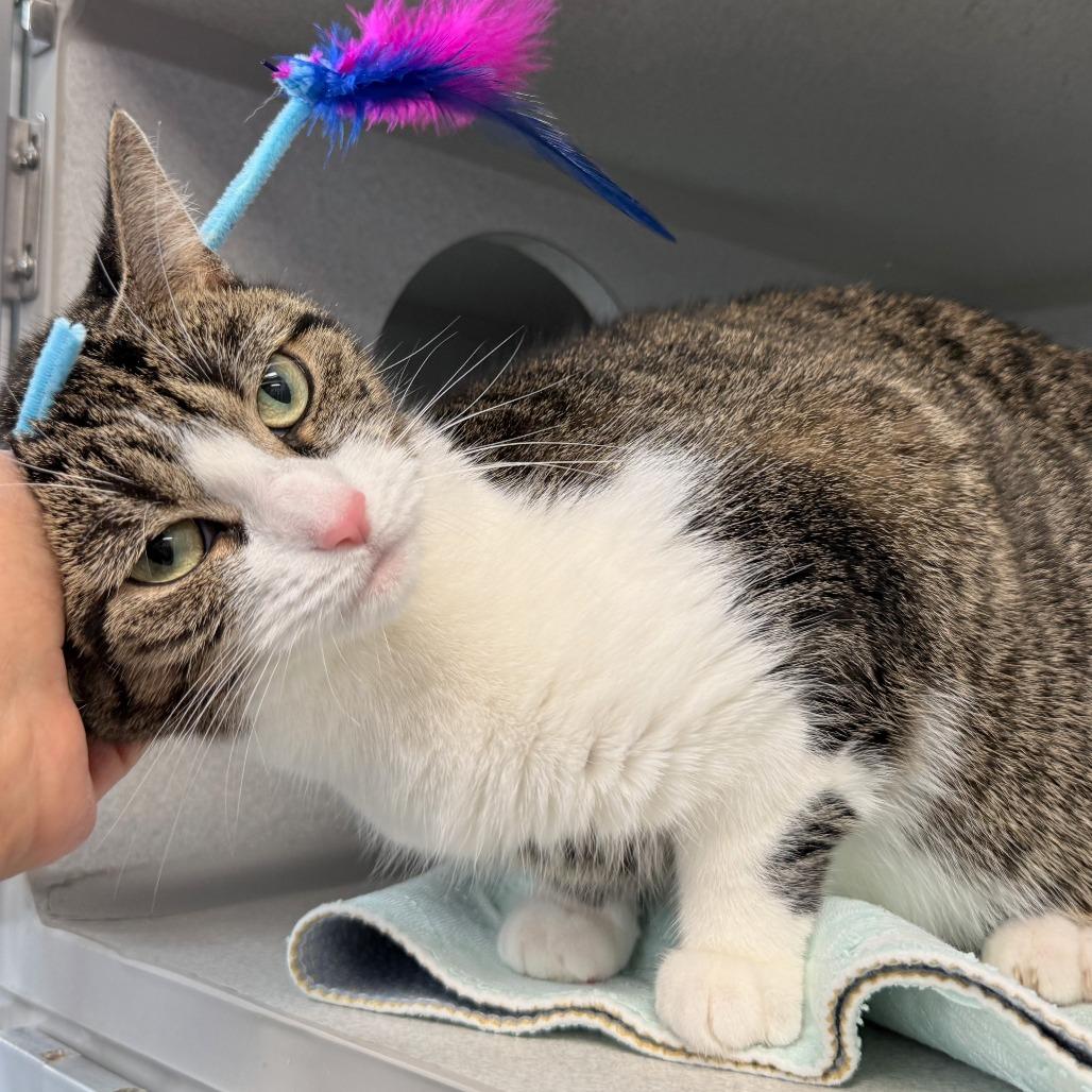 Comet, a Adoptable Domestic Short Hair in Wantagh, NY image 4/6