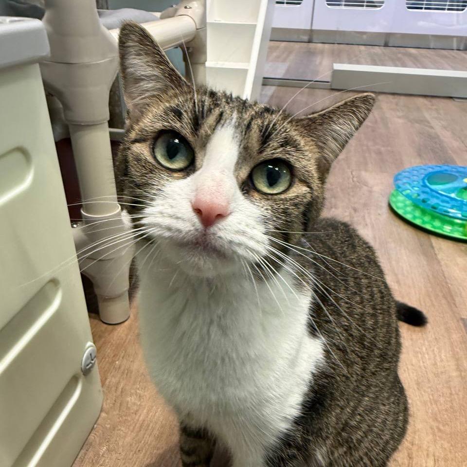 Comet, a Adoptable Domestic Short Hair in Wantagh, NY image 5/6