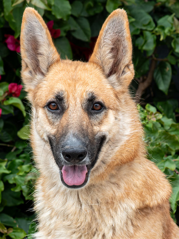 Enlarge Mei von Mellingen", a Adoptable German Shepherd Dog in Los Angeles, CA image 3/6