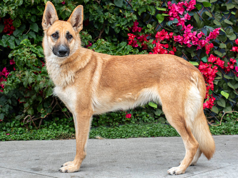 Enlarge Mei von Mellingen", a Adoptable German Shepherd Dog in Los Angeles, CA image 6/6