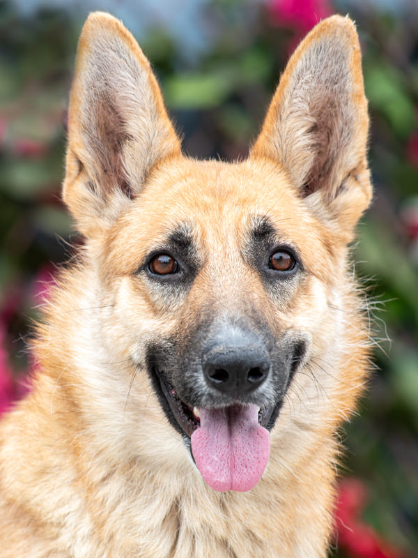 Enlarge Mei von Mellingen", a Adoptable German Shepherd Dog in Los Angeles, CA image 1/6
