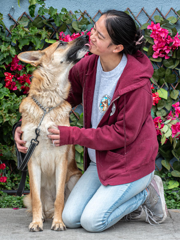 Enlarge Mei von Mellingen", a Adoptable German Shepherd Dog in Los Angeles, CA image 2/6