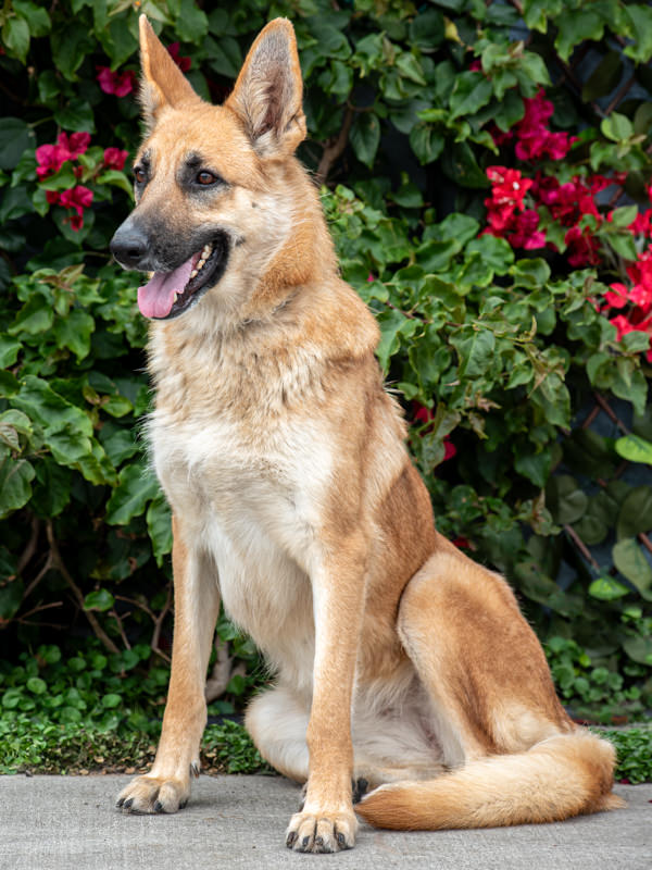 Enlarge Mei von Mellingen", a Adoptable German Shepherd Dog in Los Angeles, CA image 5/6