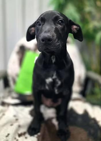 Enlarge Hookfang, a Adoptable Mixed Breed in Racine, WI image 3/3