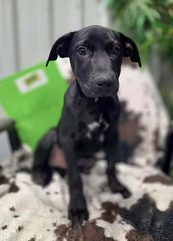 Enlarge Hookfang, a Adoptable Mixed Breed in Racine, WI image 2/3