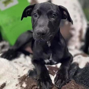 Hookfang, Adoptable, Young Male Mixed Breed.