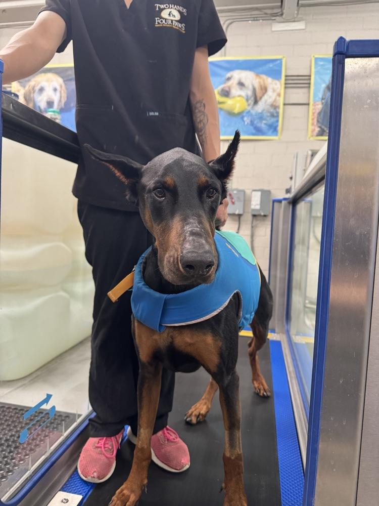 Kobe, Adoptable, Adult Male Doberman Pinscher.