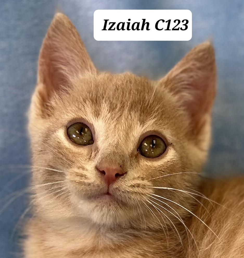 Izaiah, Adoptable, Kitten Male Domestic Short Hair.