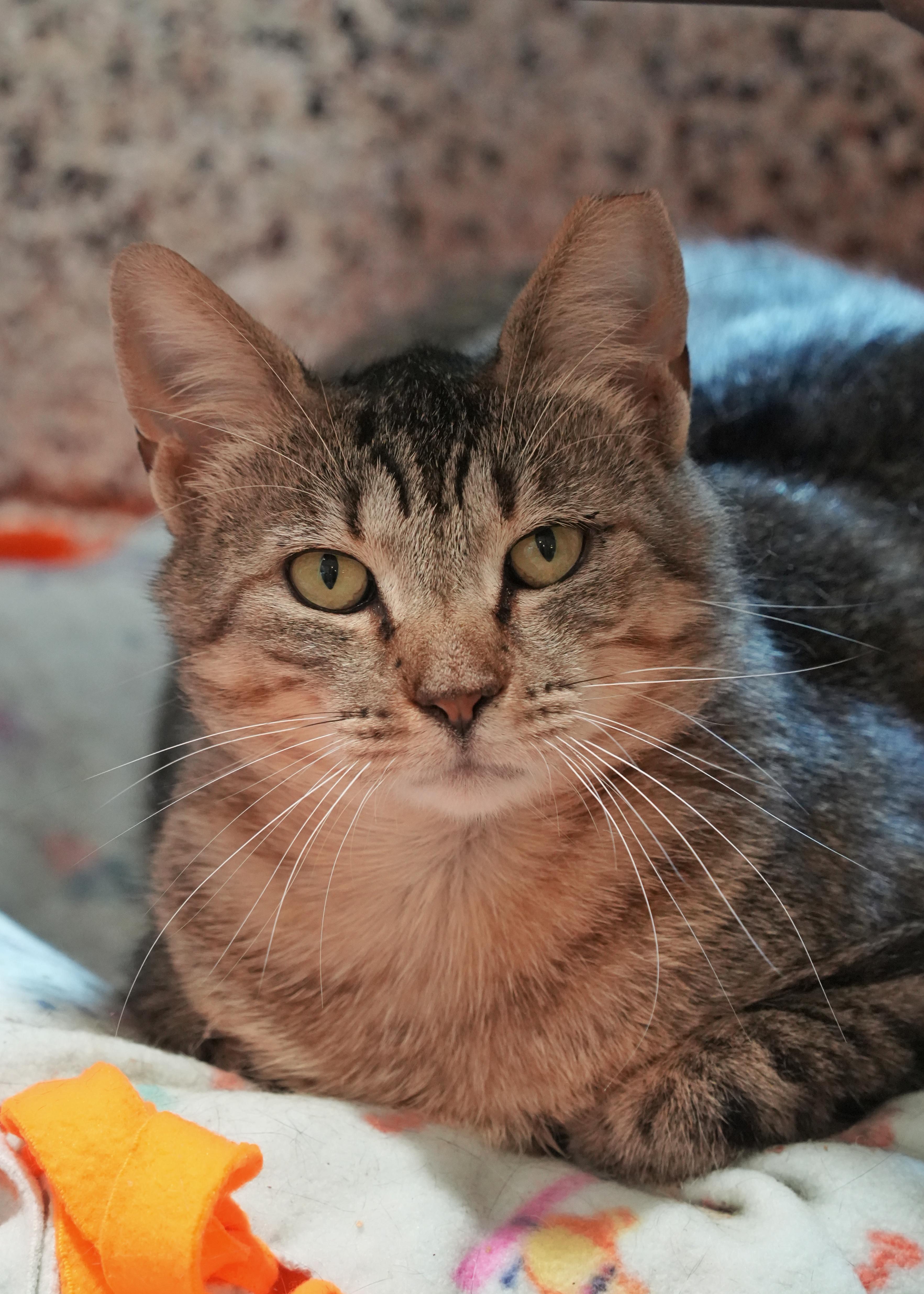Betsy Jo 52123, ADOPTABLE, Adult Female Domestic Short Hair.