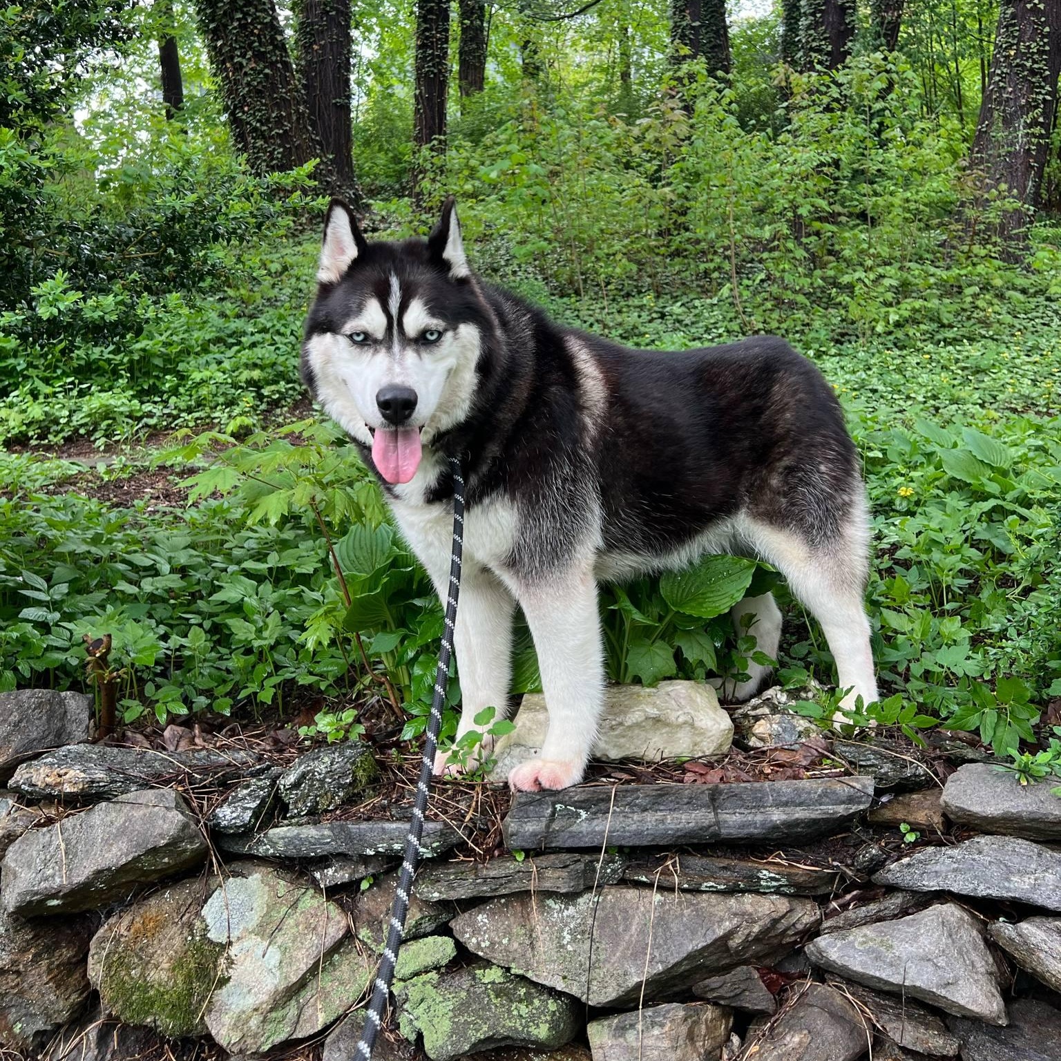 Chunky Billy, Adult Male Alaskan Malamute