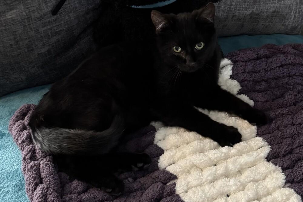 Enlarge Captain Crunch *Low-key young adult who loves lounging on laps!*, a Adoptable Domestic Short Hair in catonsville , MD image 1/3