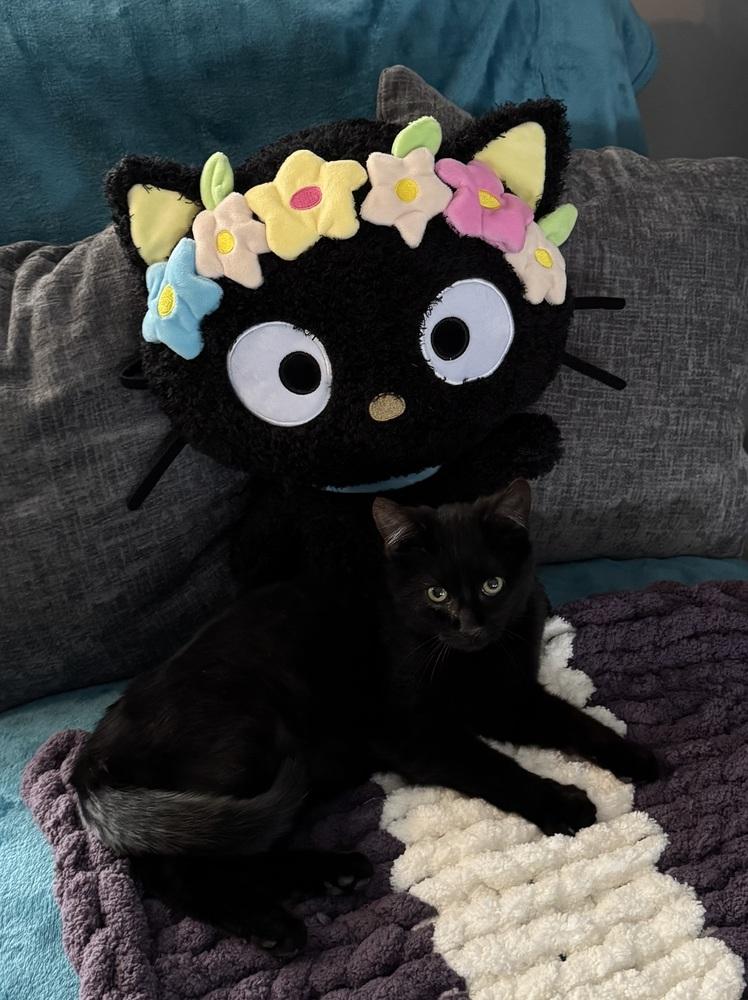 Captain Crunch *Low-key young adult who loves lounging on laps!*, Adoptable, Kitten Male Domestic Short Hair.