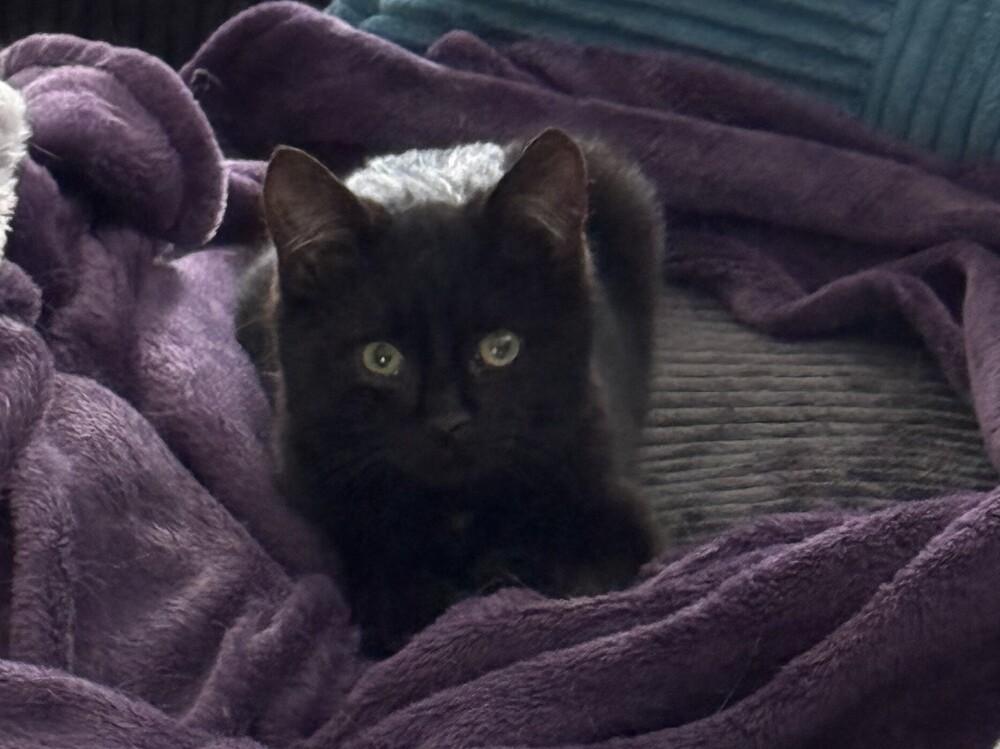 Enlarge Captain Crunch *Low-key young adult who loves lounging on laps!*, a Adoptable Domestic Short Hair in catonsville , MD image 3/3