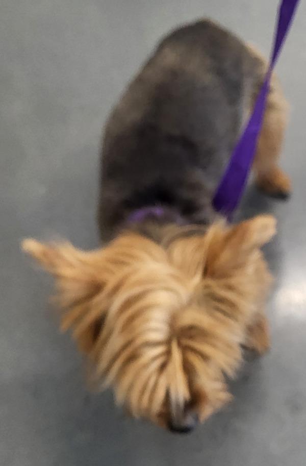 Enlarge Pen 221 Muffin, a Adoptable mixed breed in Lawrenceville, GA image 1/1