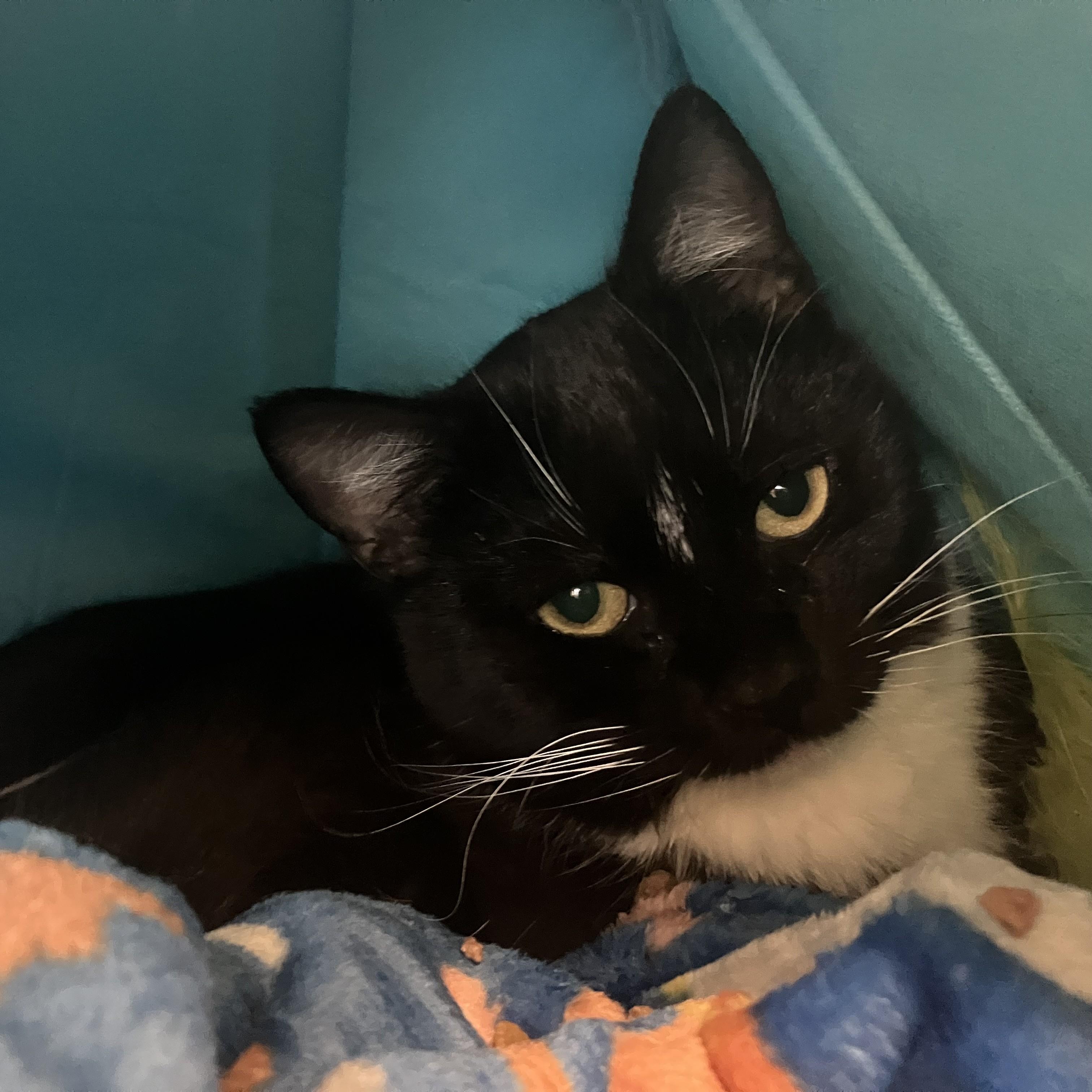 Tino Bonino - FeLV+, ADOPTABLE, Adult Male Domestic Short Hair.