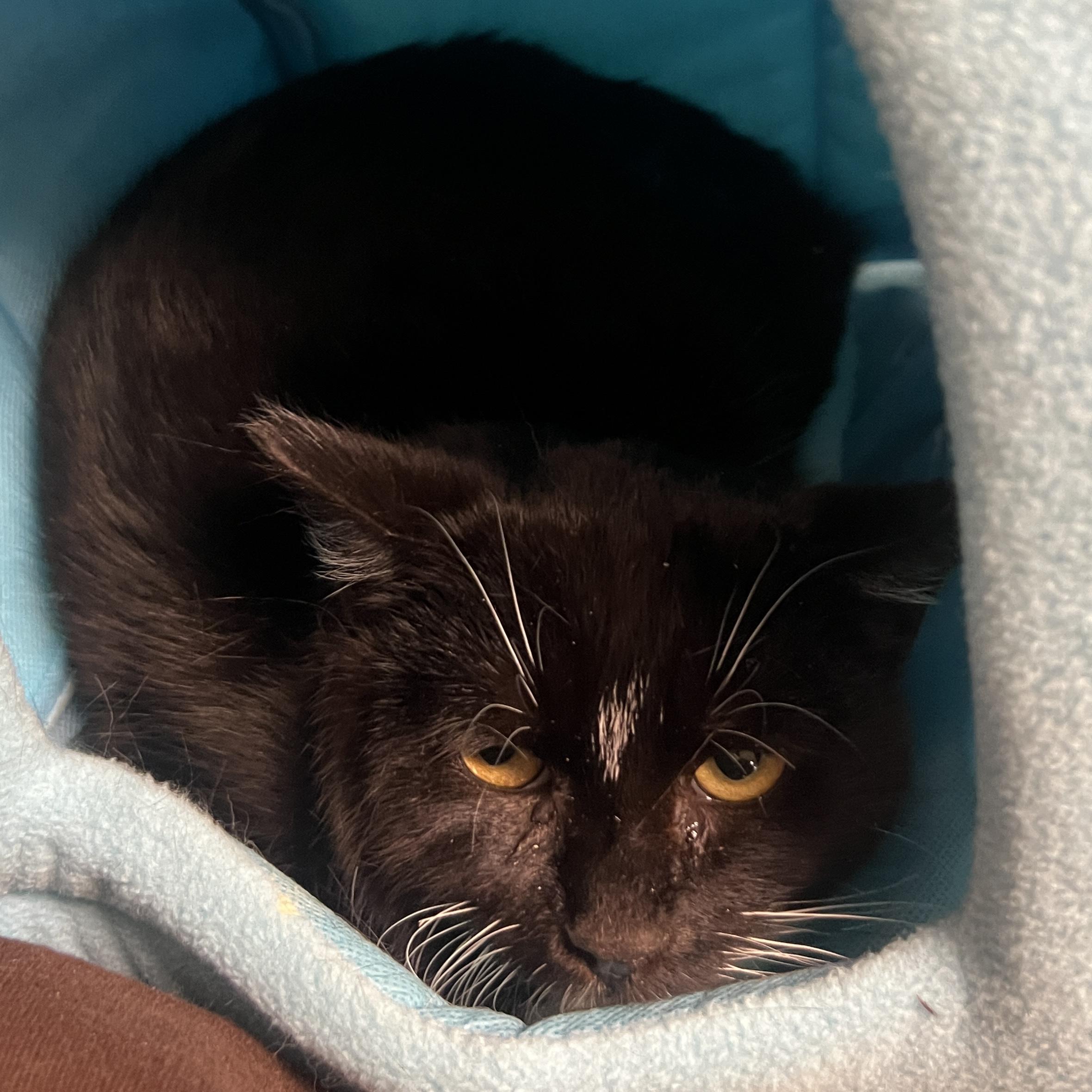 Enlarge Tino Bonino - FeLV+, a ADOPTABLE Domestic Short Hair in Eatontown, NJ image 3/4