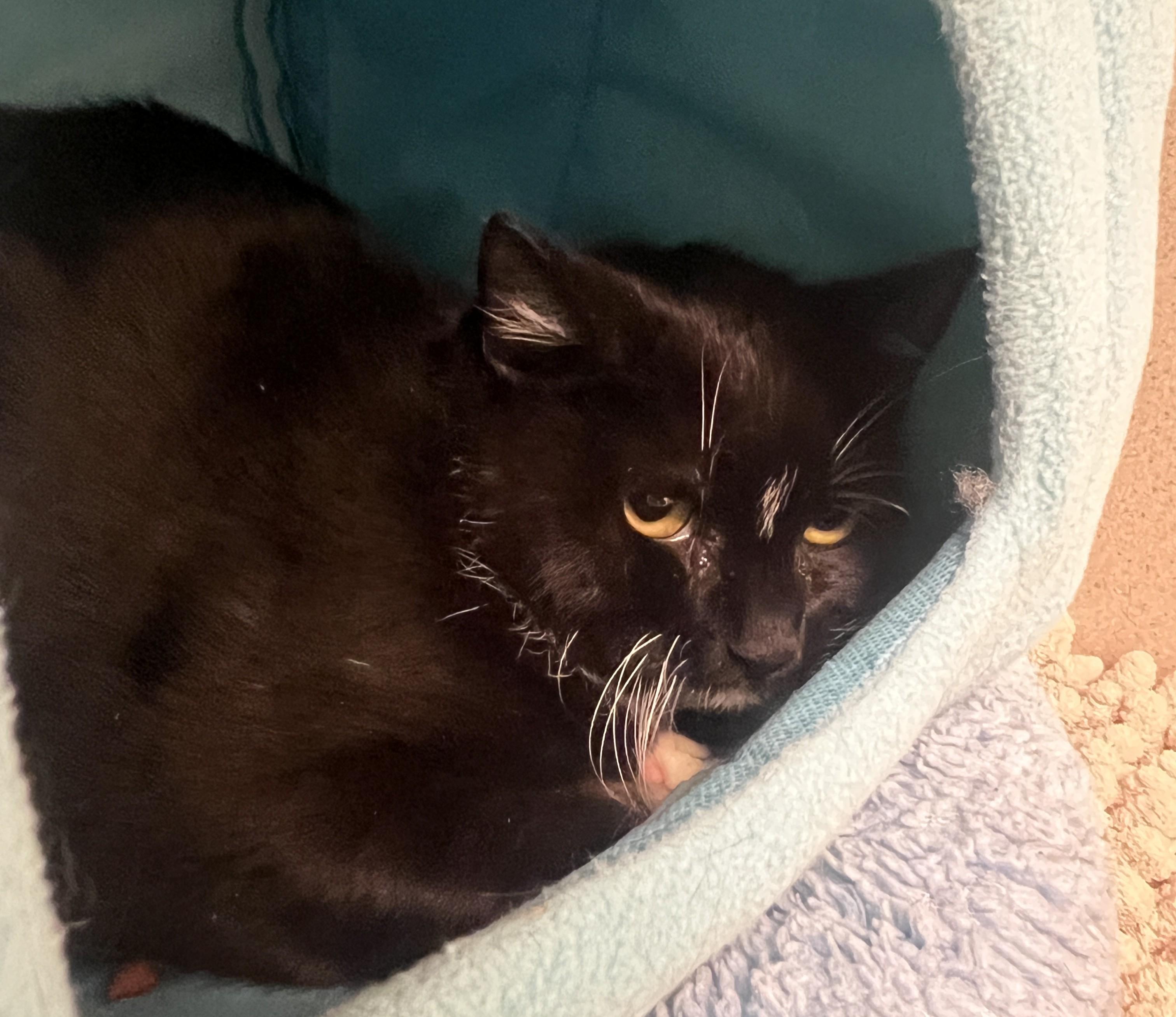 Enlarge Tino Bonino - FeLV+, a ADOPTABLE Domestic Short Hair in Eatontown, NJ image 2/4